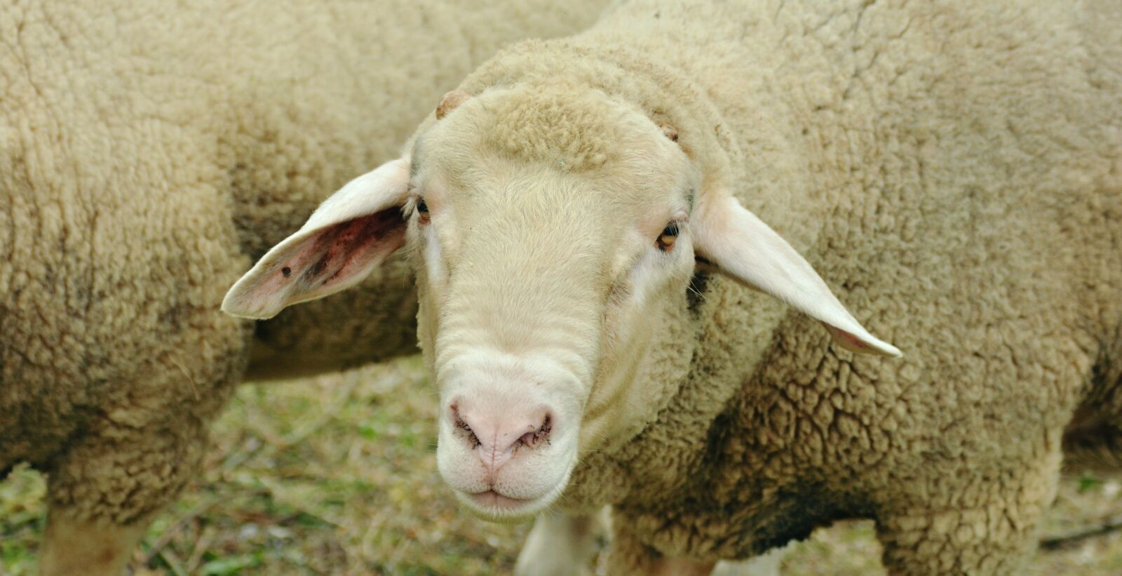 Nikon D5200 sample photo. Sheep, livestock, white sheep photography