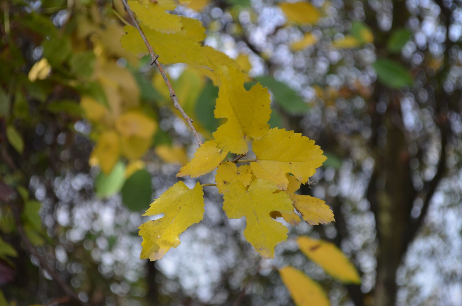 Nikon D5100 sample photo. Leaf, yellow, tree photography