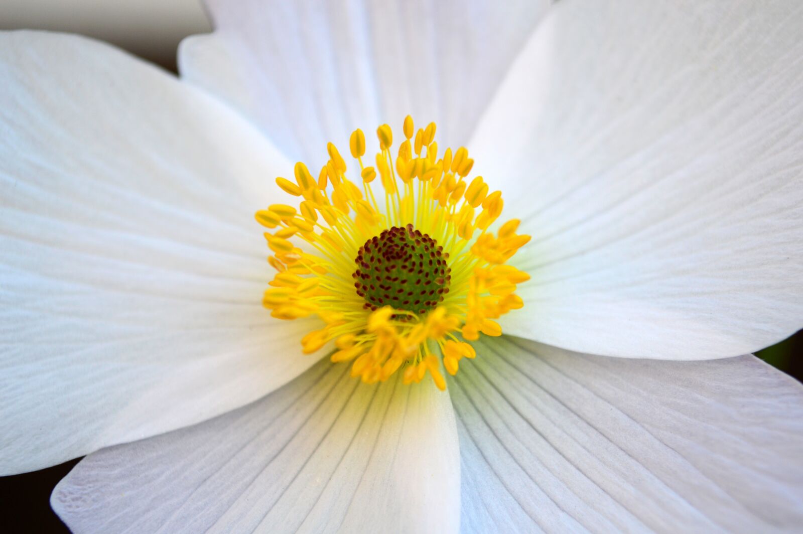 Nikon D3200 sample photo. Anemone, white, flower photography