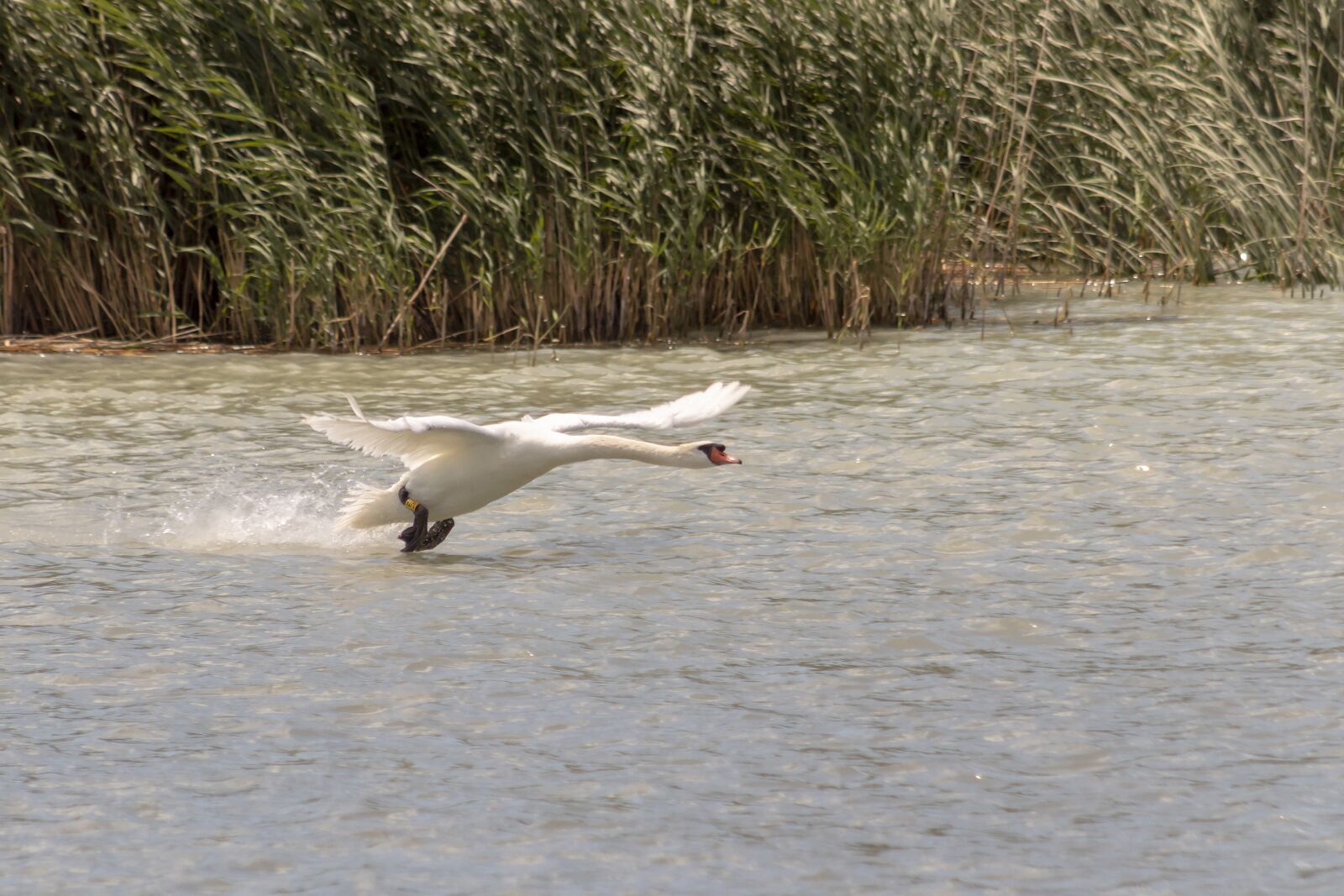 Canon EOS 1300D (EOS Rebel T6 / EOS Kiss X80) + EF75-300mm f/4-5.6 sample photo. Swan, bird, waterfowl photography