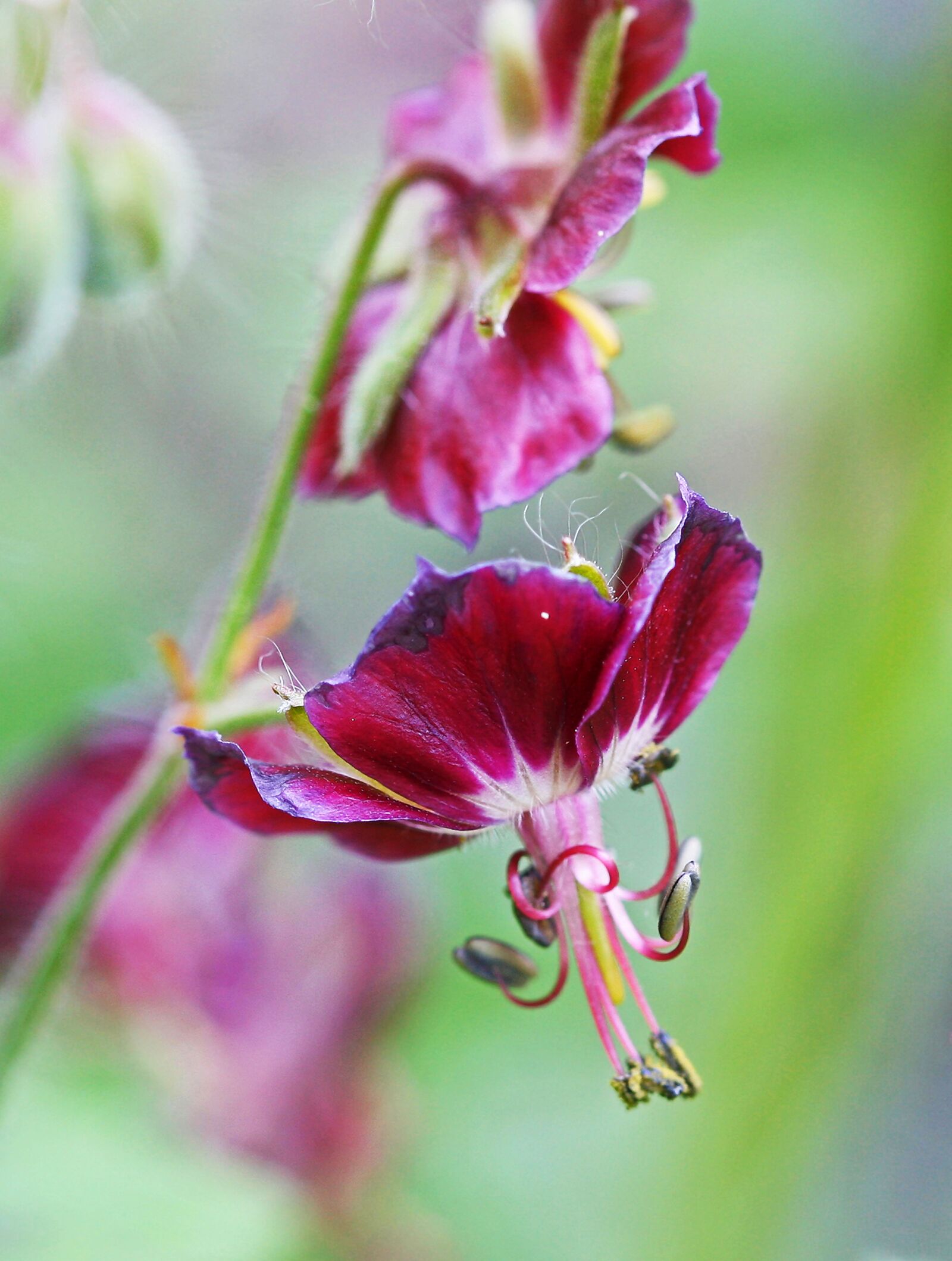 Canon EOS 40D sample photo. Flower, purple, geranium photography