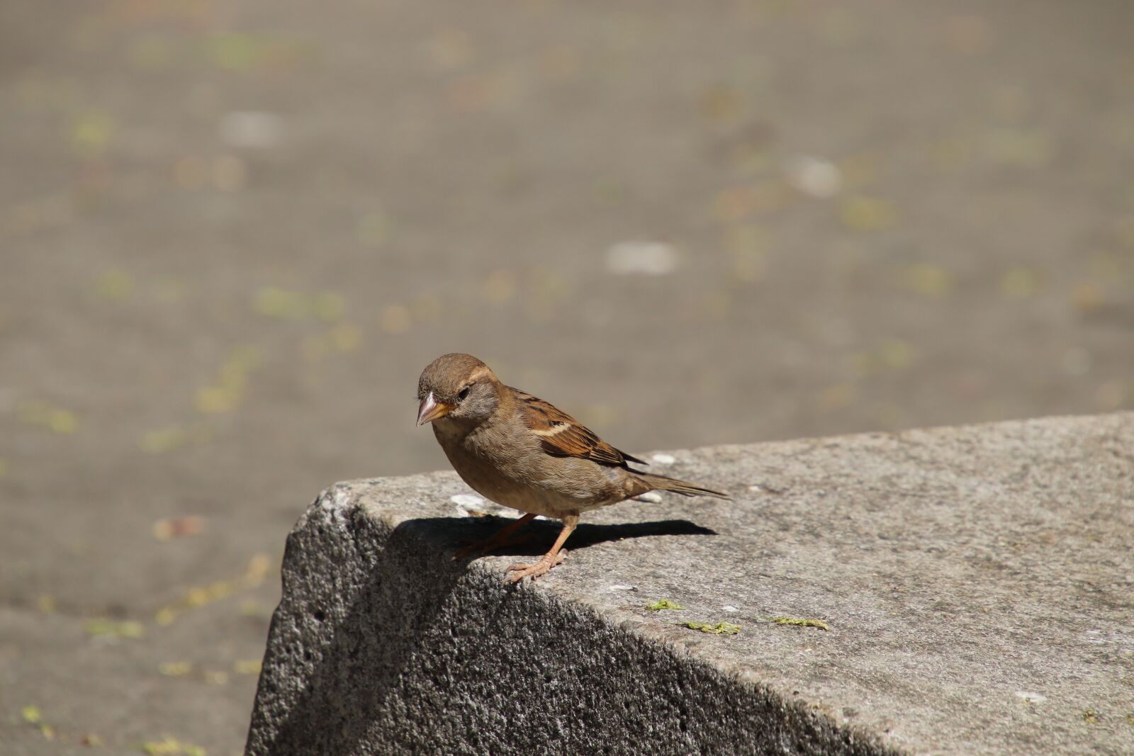 Canon EOS 800D (EOS Rebel T7i / EOS Kiss X9i) sample photo. Sparrow, house sparrow, bird photography