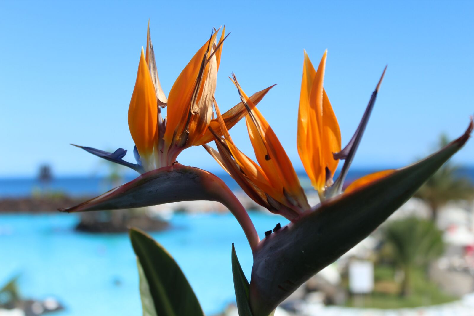 Canon EOS 1200D (EOS Rebel T5 / EOS Kiss X70 / EOS Hi) sample photo. Bird of paradise, flowers photography