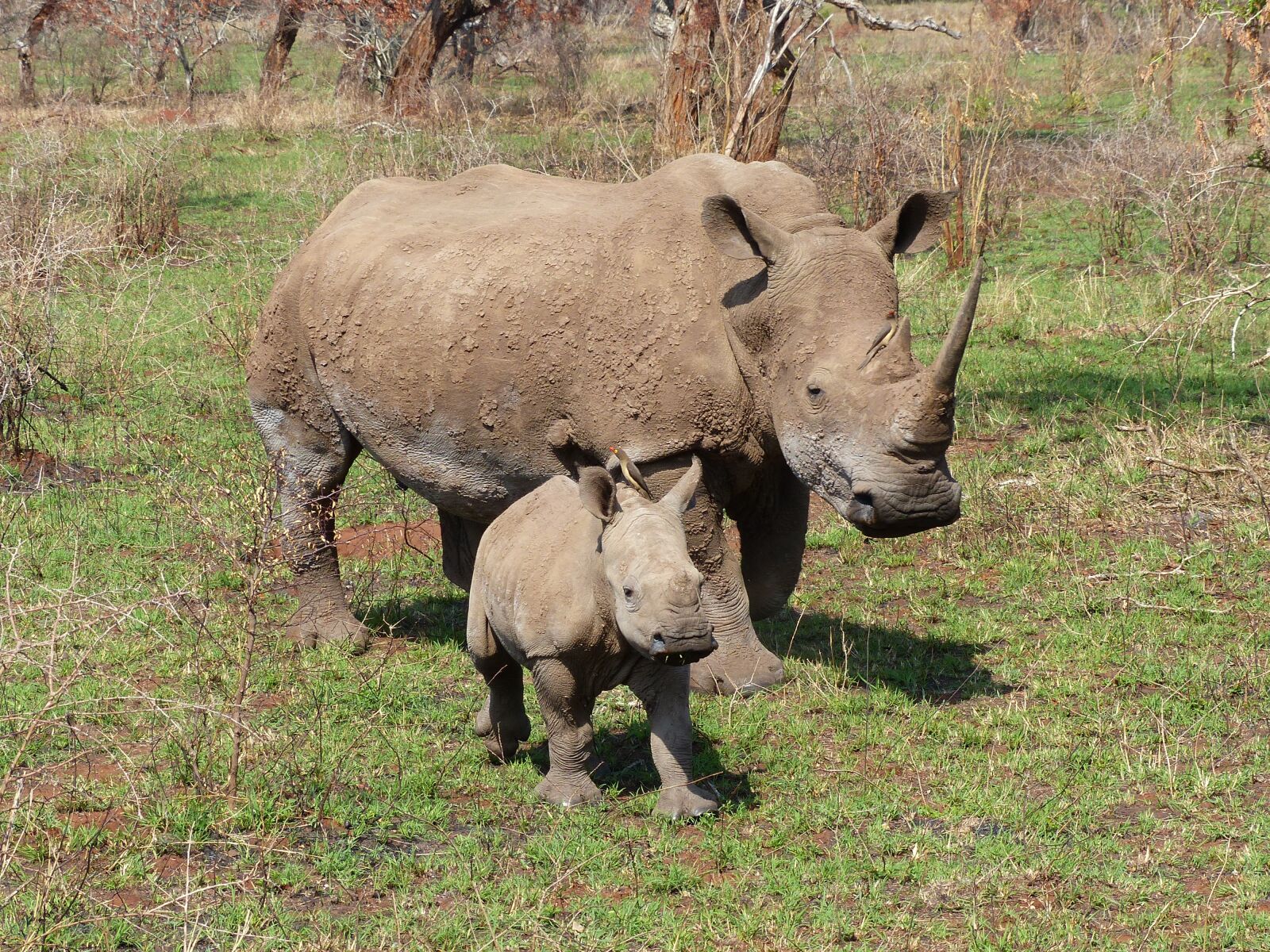 Panasonic Lumix DMC-FZ200 sample photo. Africa, south africa, hluhluwe-imfolozi photography