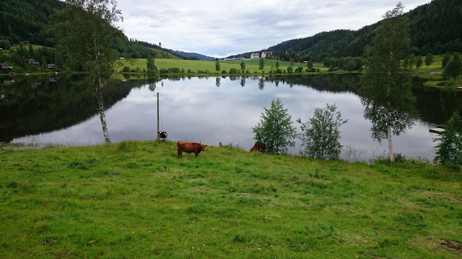 Sony Xperia Z1 Compact sample photo. Lake, cows, landscapes photography