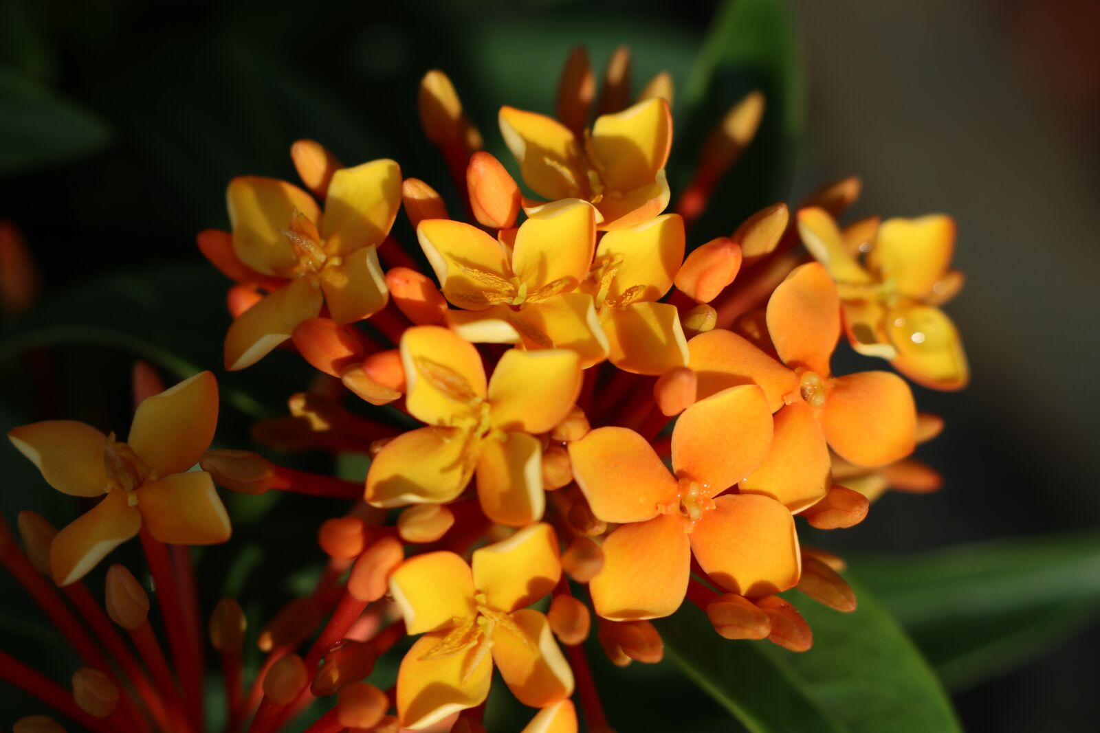 Canon EOS M6 sample photo. Small orange color flower photography