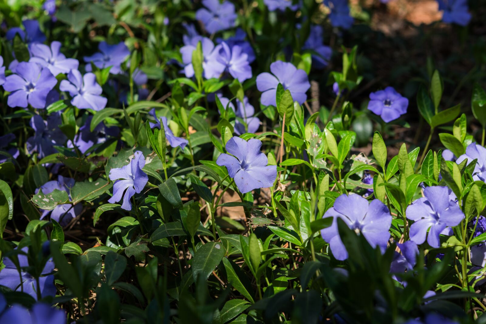 Nikon D7200 sample photo. Periwinkle, flower, purple photography