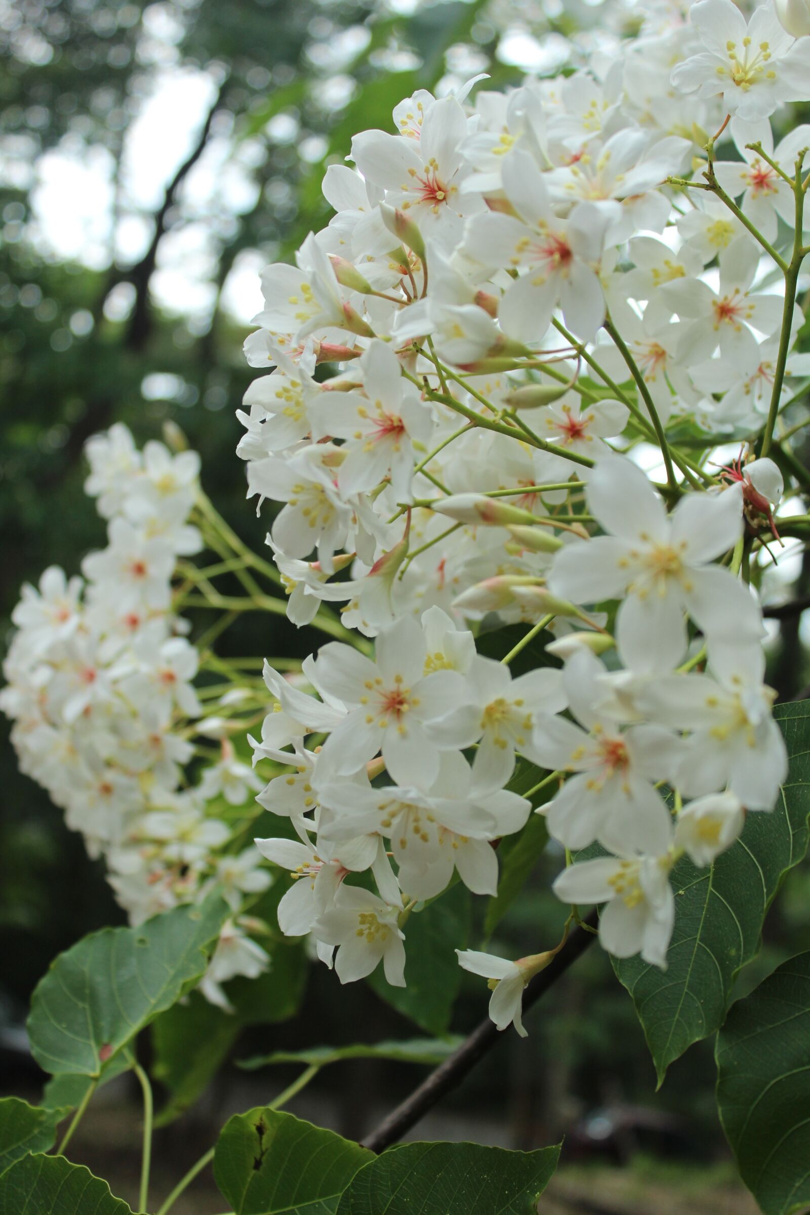 Canon EOS 600D (Rebel EOS T3i / EOS Kiss X5) sample photo. Tung flowers, taiwan, wu photography