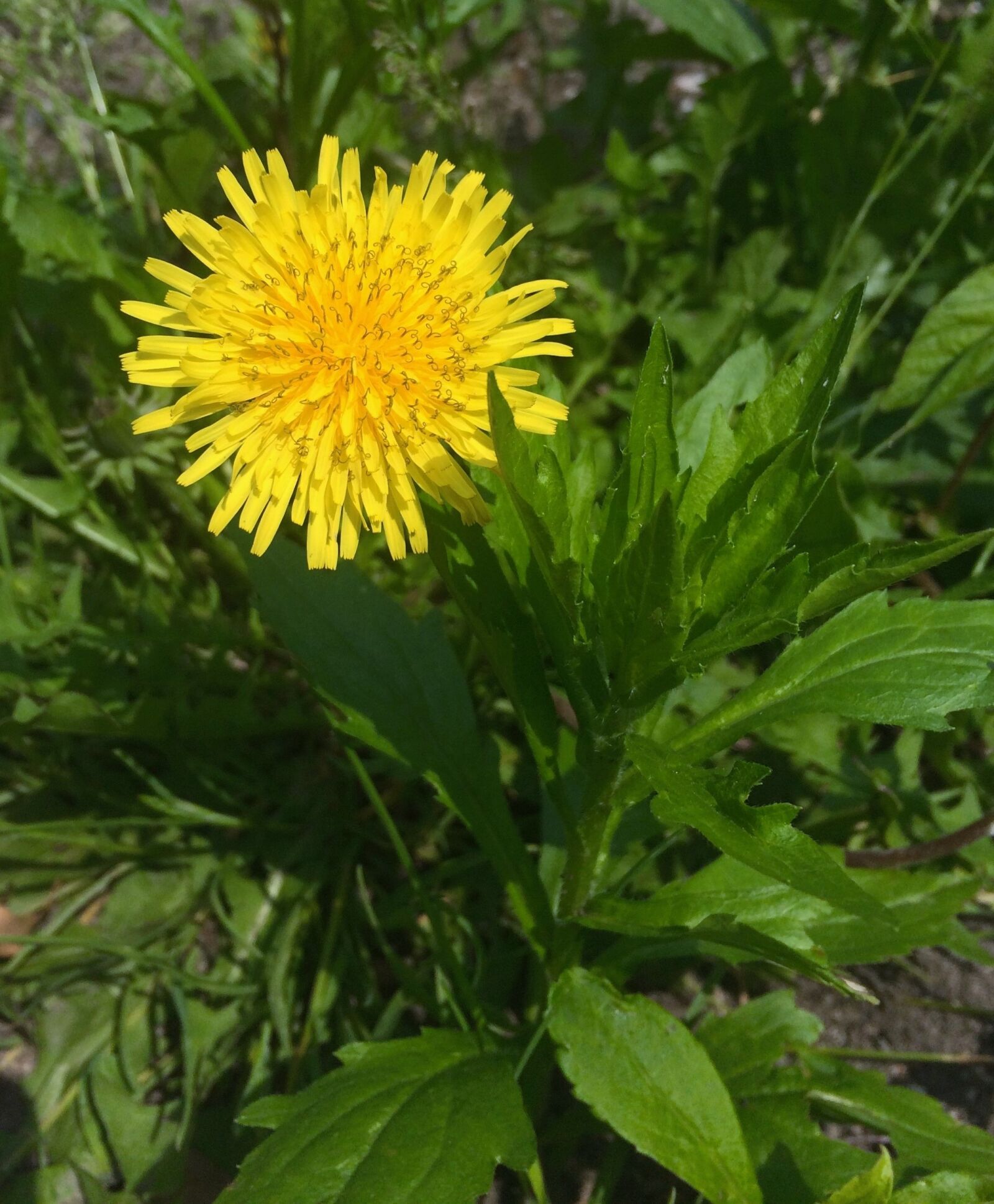 Apple iPhone 5s sample photo. Dandelion, flowers, yellow photography