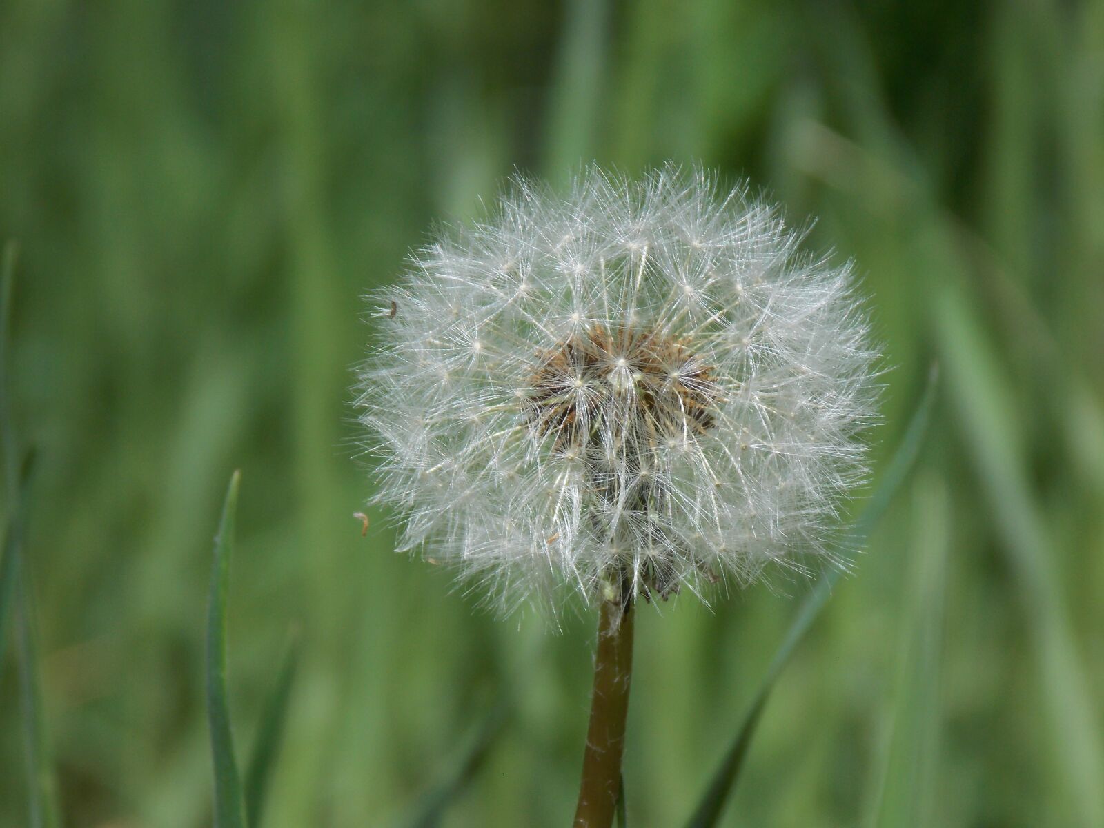 Nikon Coolpix L810 sample photo. Dandelion, nature, grass photography