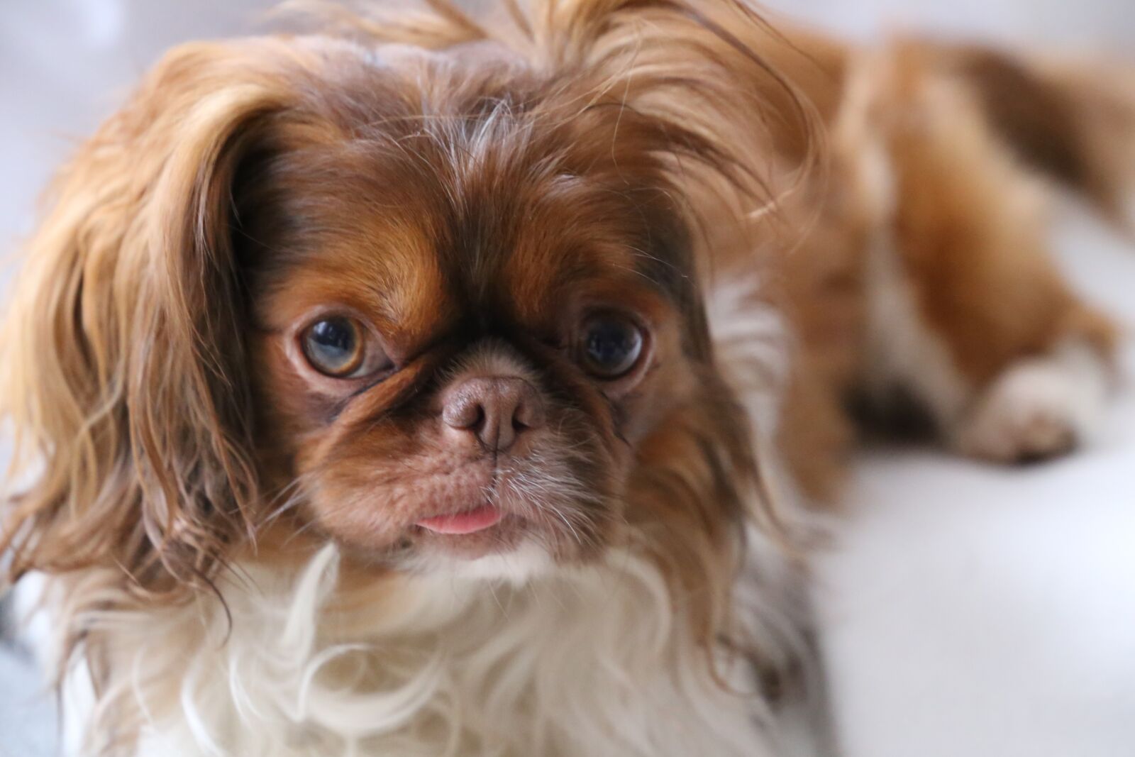 Canon EF 24-105mm F3.5-5.6 IS STM sample photo. Cute, dog, animal photography