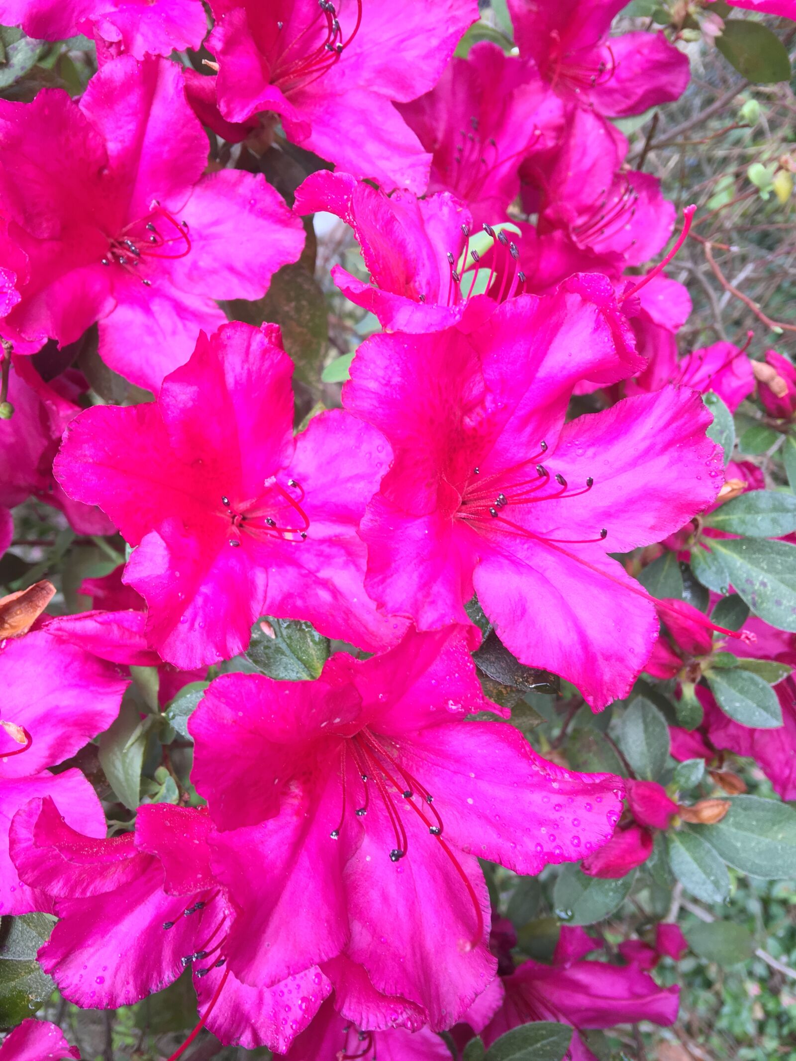 iPhone 6s Plus back camera 4.15mm f/2.2 sample photo. Flowers, purple, summer photography