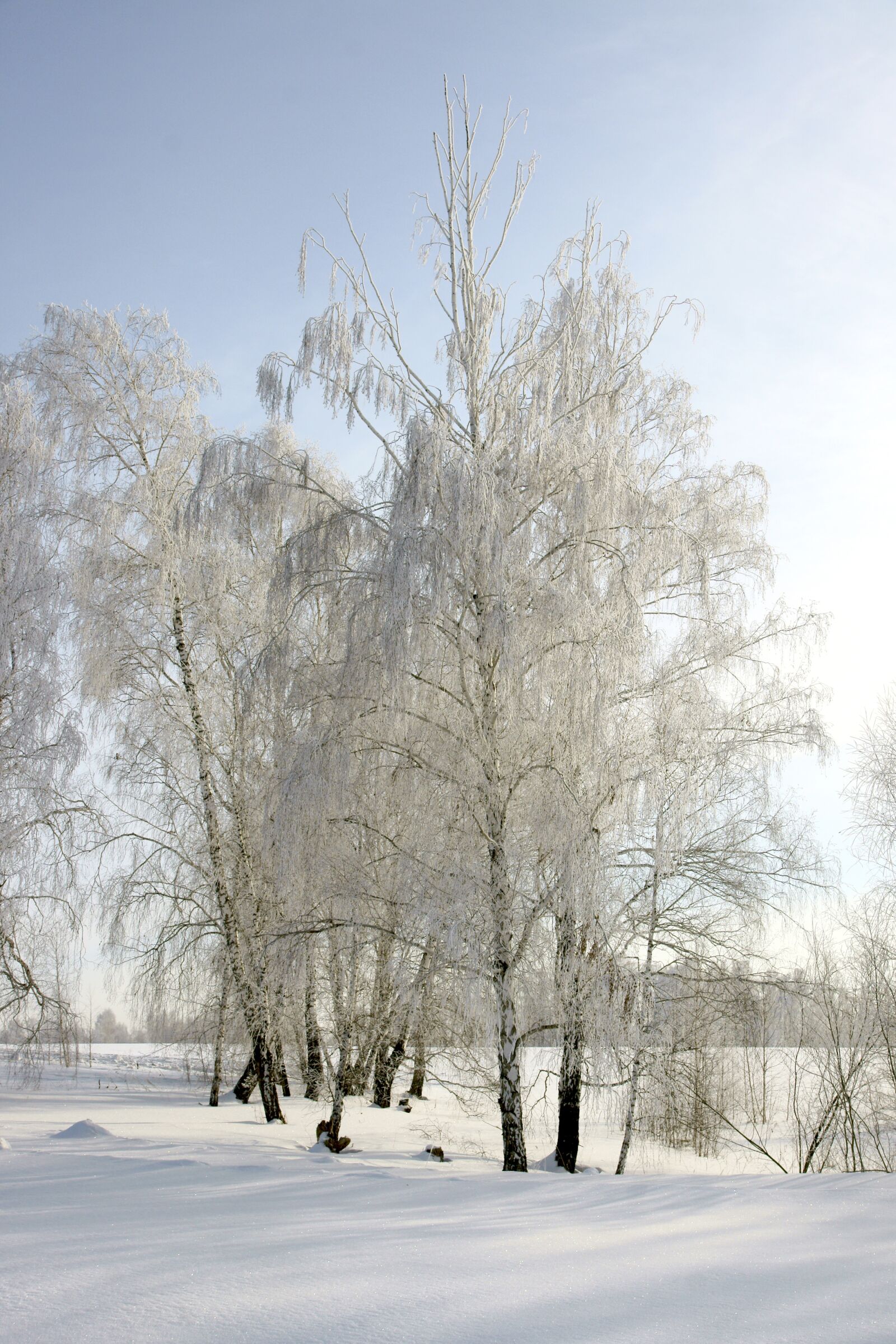 Sony Alpha DSLR-A700 sample photo. Winter, frost, trees photography