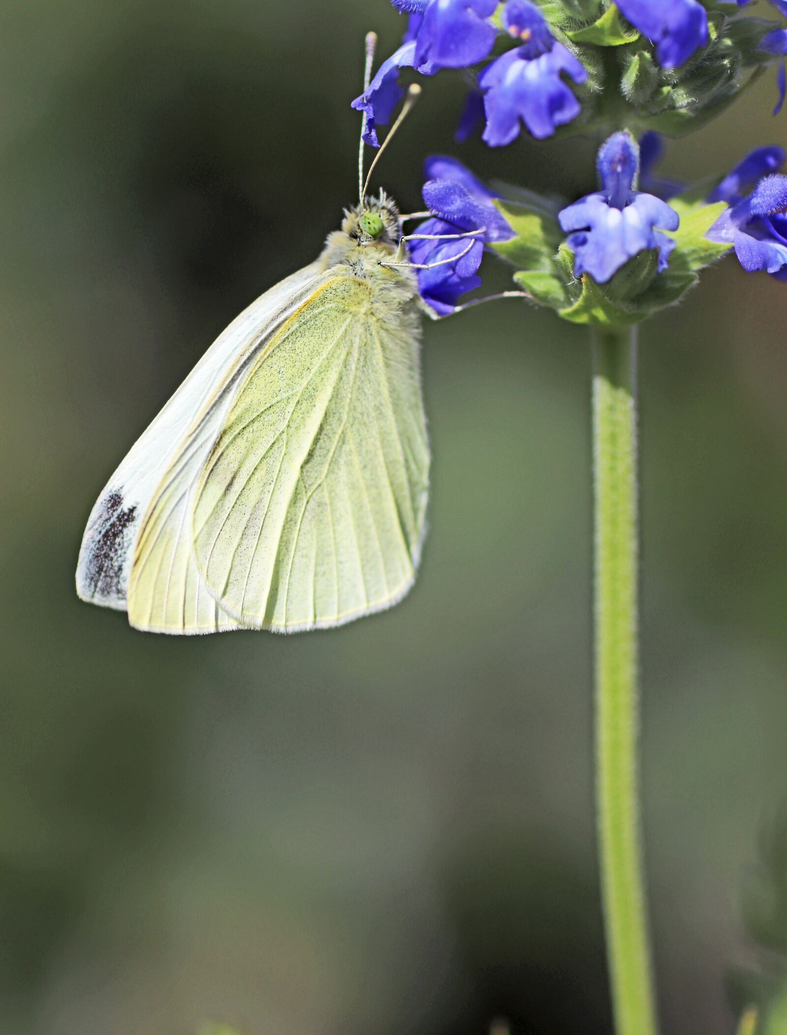 Tamron SP 90mm F2.8 Di VC USD 1:1 Macro sample photo. Butterfly, insect, flower photography
