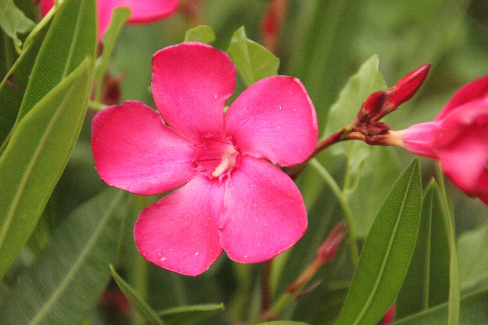 Canon EOS 550D (EOS Rebel T2i / EOS Kiss X4) sample photo. Laurier, flower, nature photography