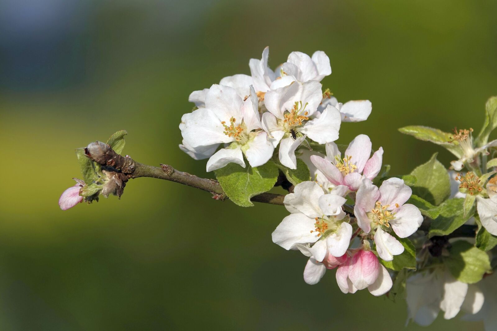 Sony Cyber-shot DSC-RX10 IV sample photo. Apple blossoms, branch, spring photography