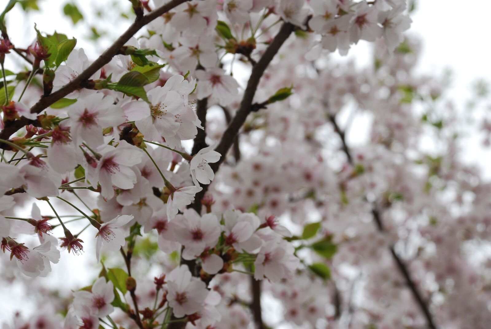 Nikon D80 sample photo. Flowers, spring, wood photography