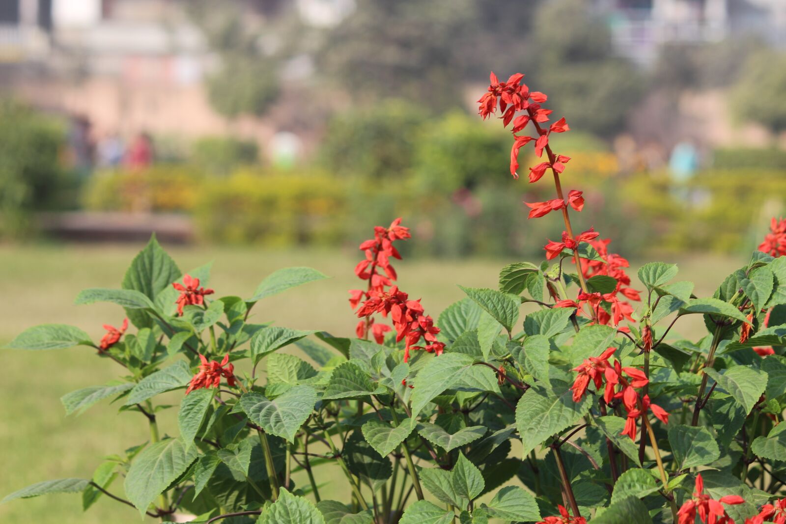Canon EOS 700D (EOS Rebel T5i / EOS Kiss X7i) sample photo. Flower, nature, flora photography