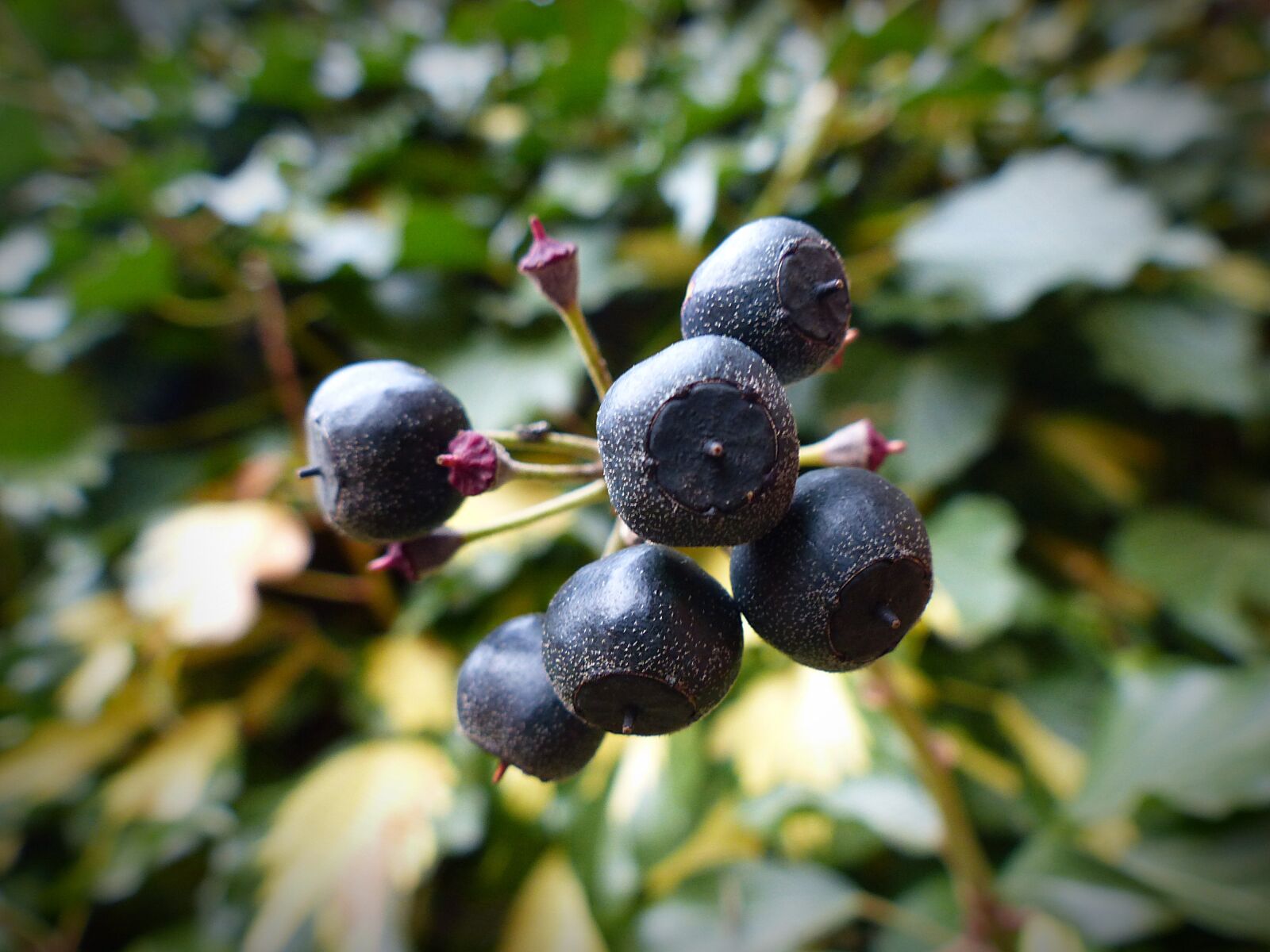 Panasonic Lumix DMC-FZ200 sample photo. Ivy, berries, plant photography