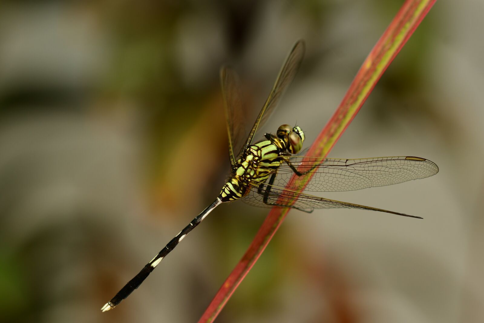 Nikon D500 sample photo. Dragonfly, hymenoptera, facet photography
