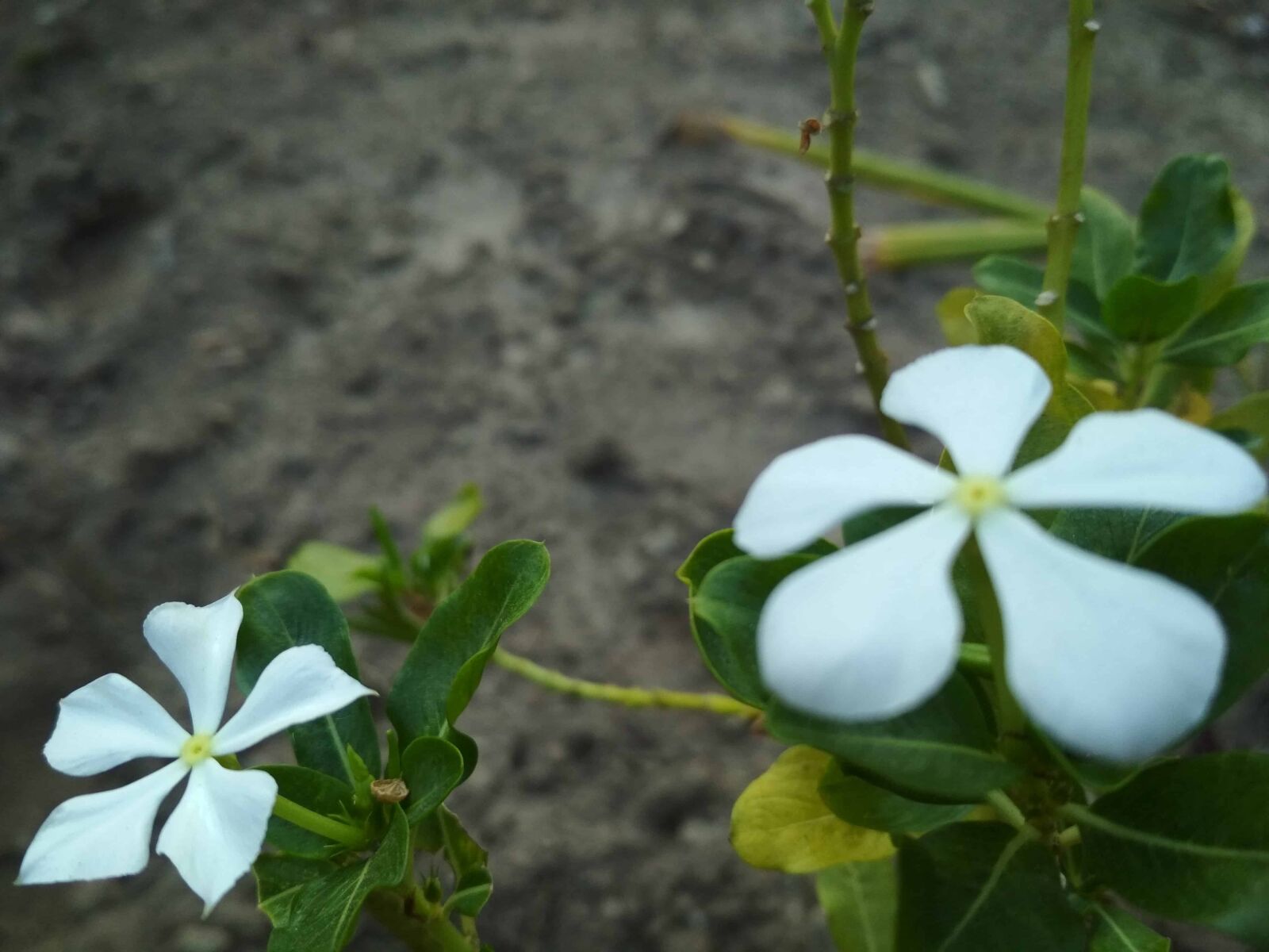Xiaomi Redmi 4 Pro sample photo. Summer, flora, leaf, nature photography
