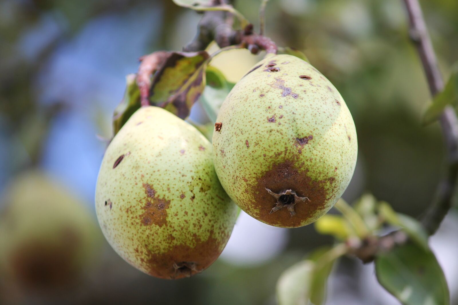 Canon EOS 1100D (EOS Rebel T3 / EOS Kiss X50) sample photo. Pear, fruit, pyrus photography