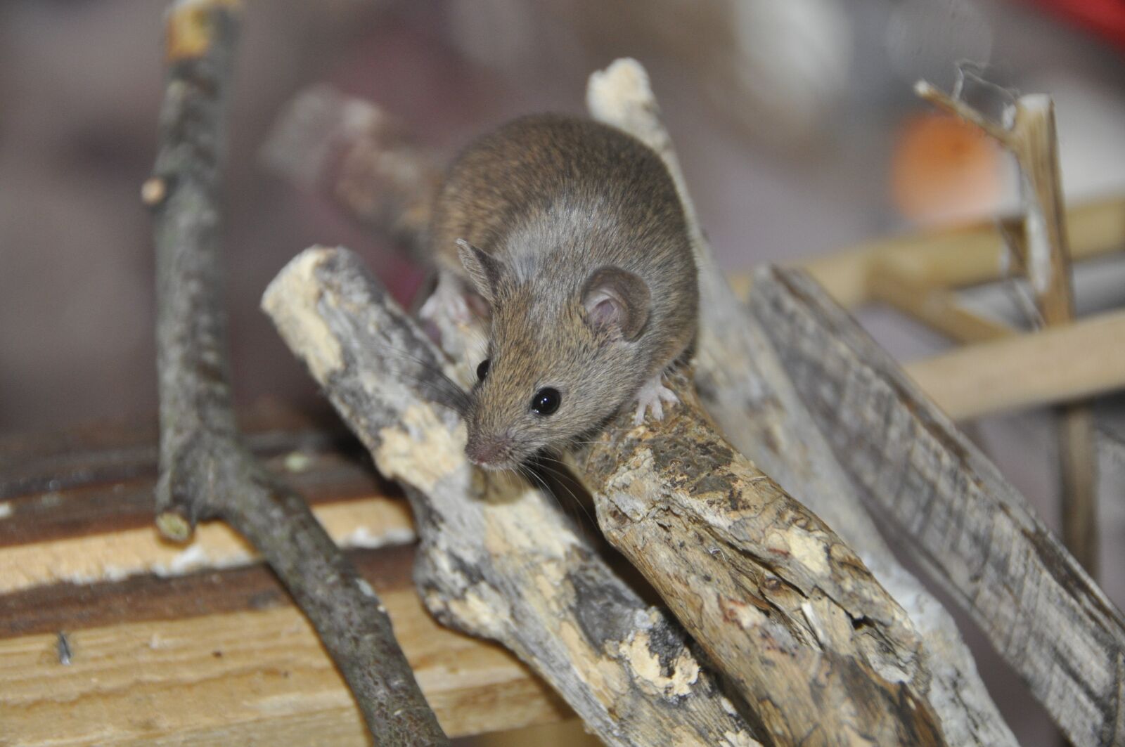 Nikon D90 sample photo. Mouse, animal, nager photography