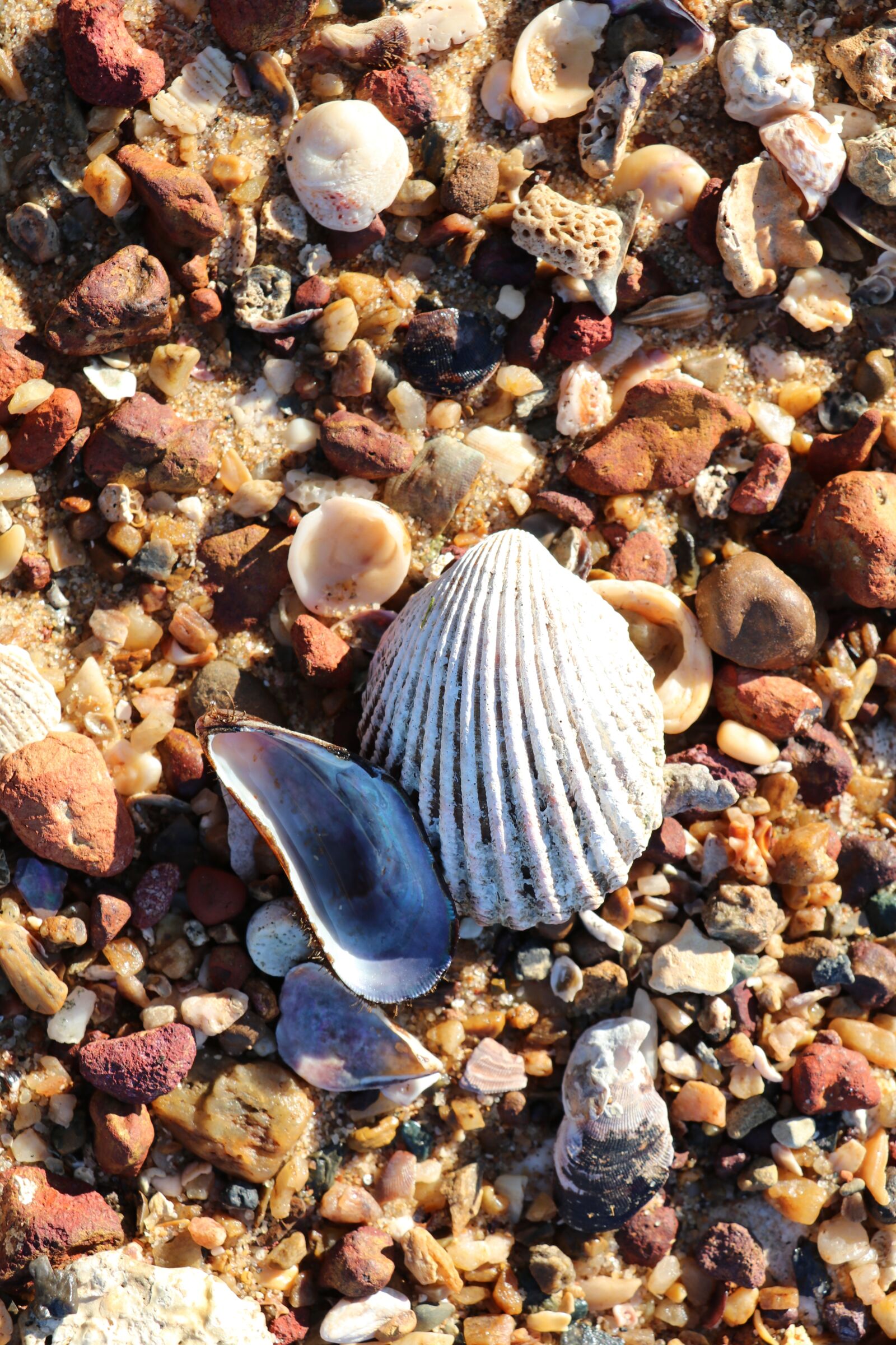 Canon EOS 80D sample photo. Seashells, sea, shell photography