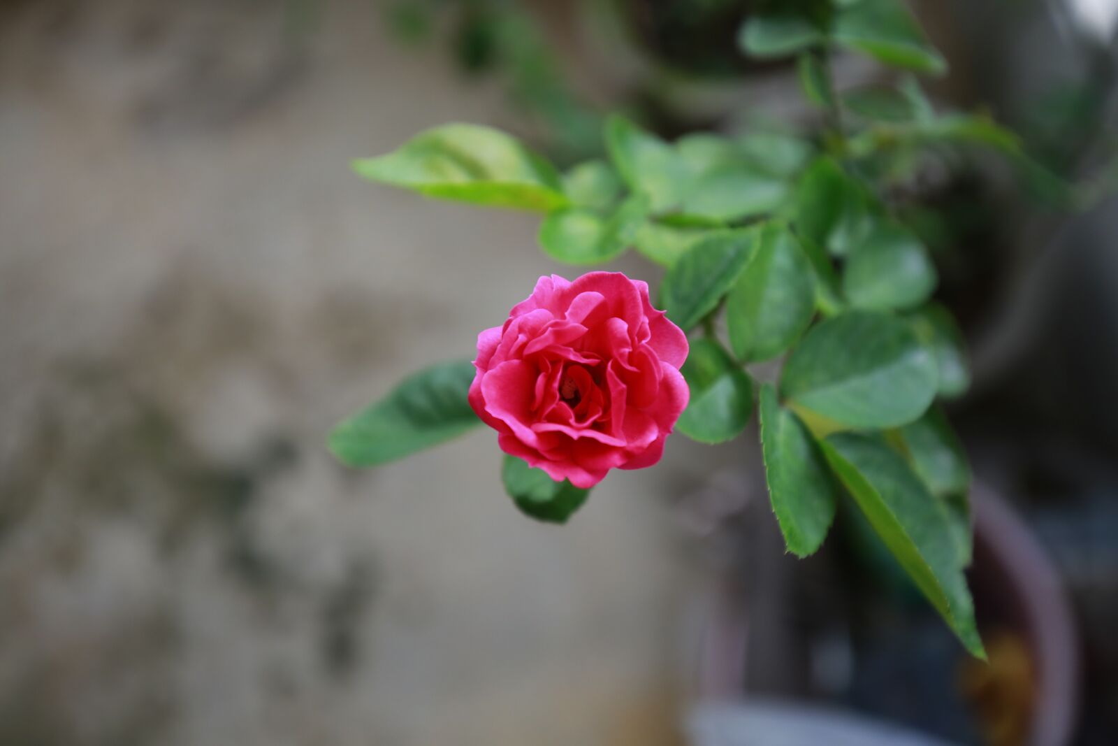Canon EF 16-35mm F4L IS USM sample photo. Rose photography
