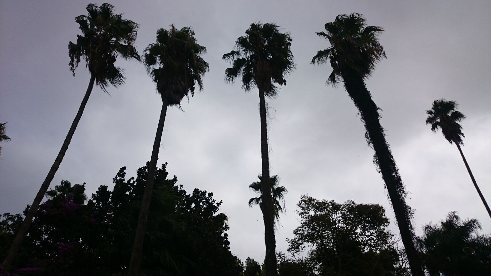 Sony Xperia Z1 sample photo. Palm, garden, giant palm photography