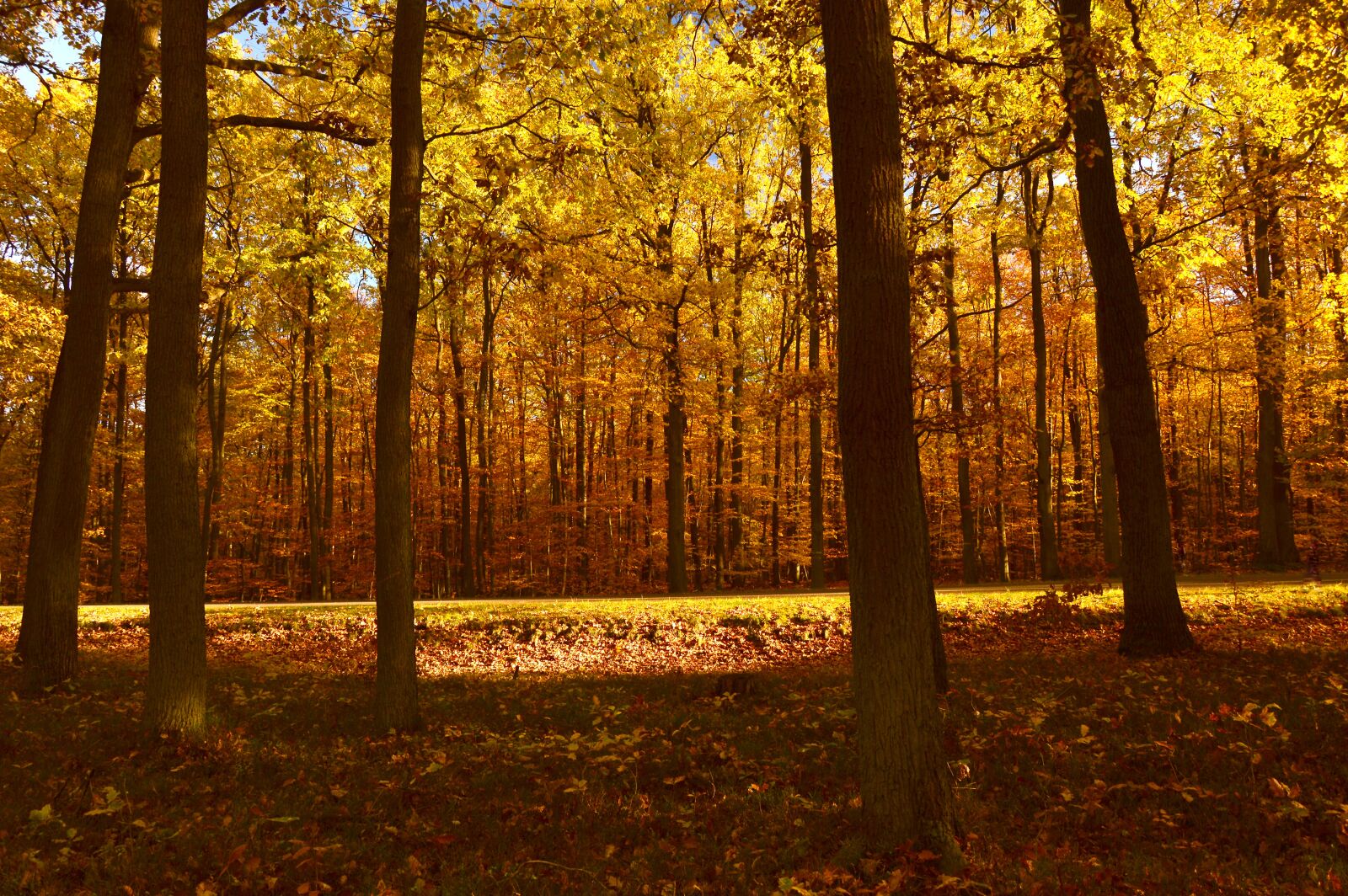 Nikon D3200 sample photo. Forest, landscape, nature photography