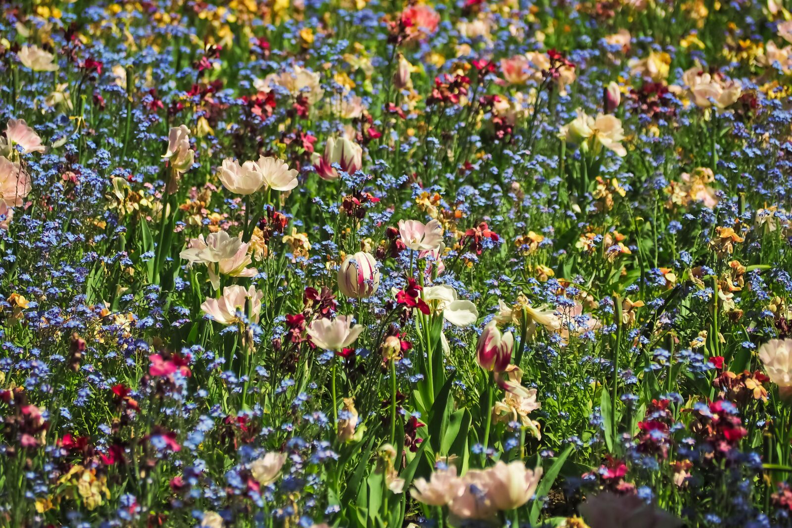 Olympus OM-D E-M10 sample photo. Flowers, flower meadow, nature photography