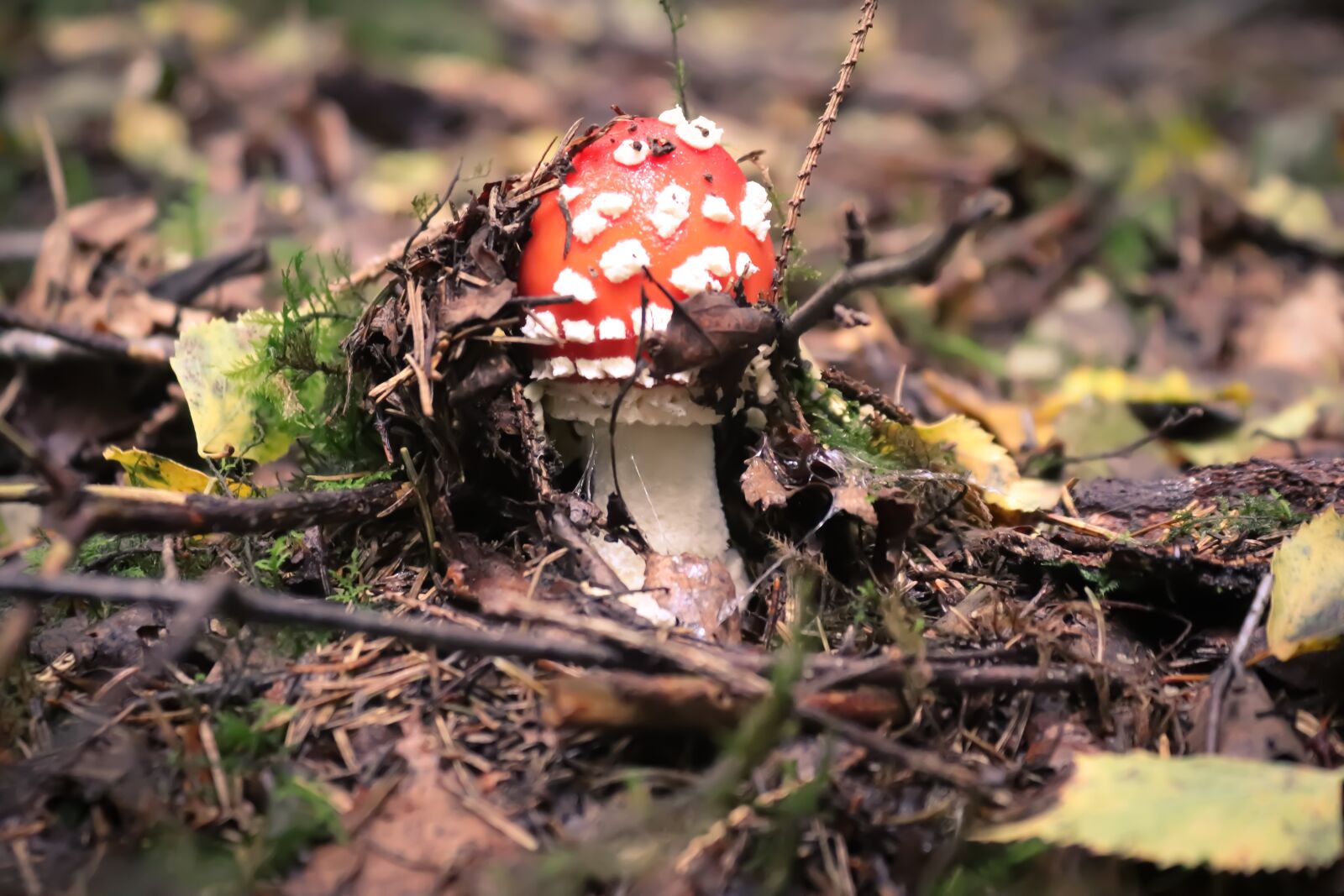 Canon EOS 200D (EOS Rebel SL2 / EOS Kiss X9) sample photo. Mushroom, fly agaric, autumn photography