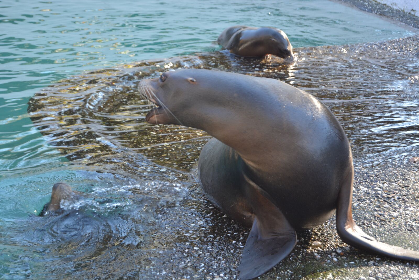 Nikon D5200 sample photo. Seal, zoo, robbe photography
