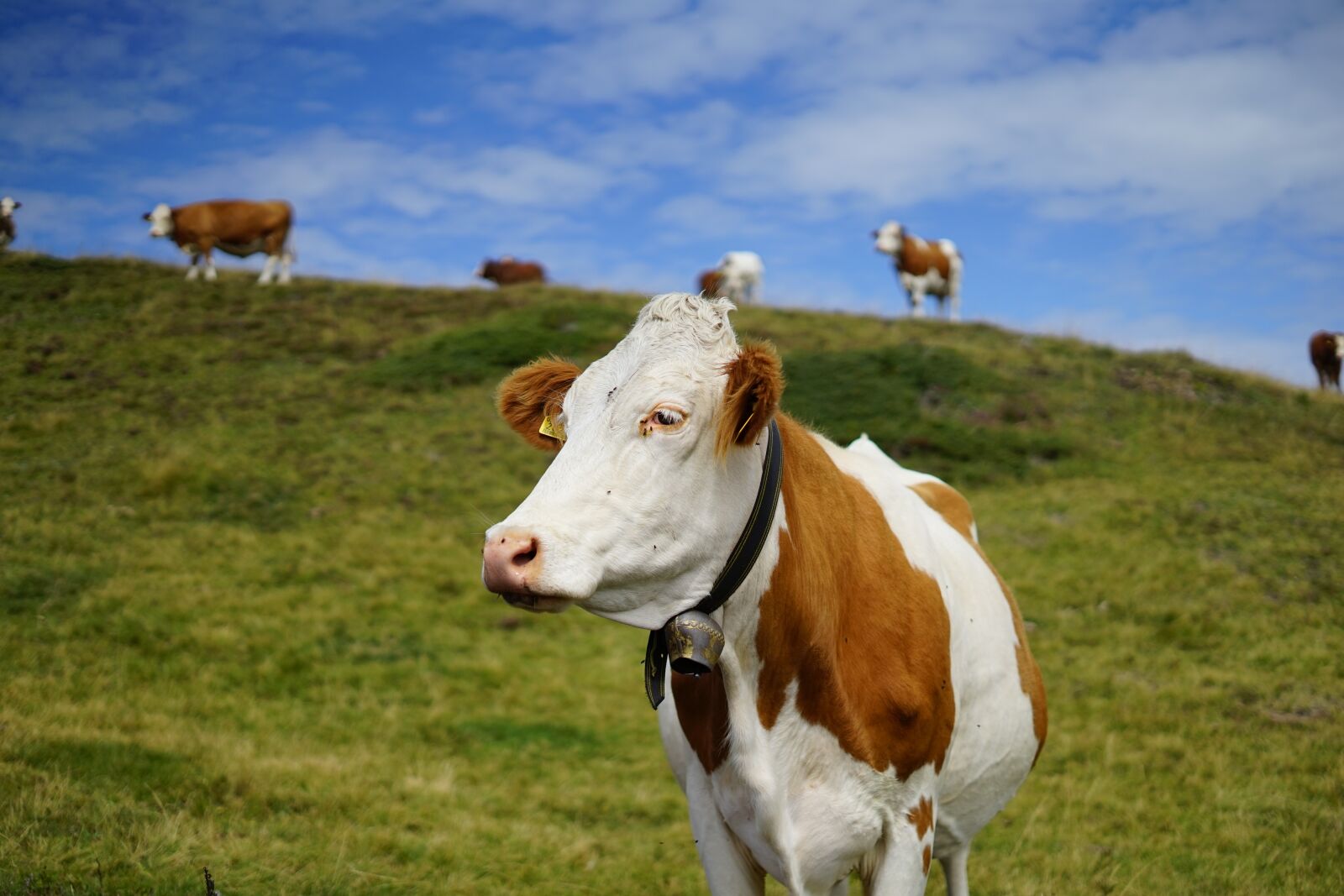 ZEISS Loxia 50mm F2 sample photo. Animal, cows, cow photography