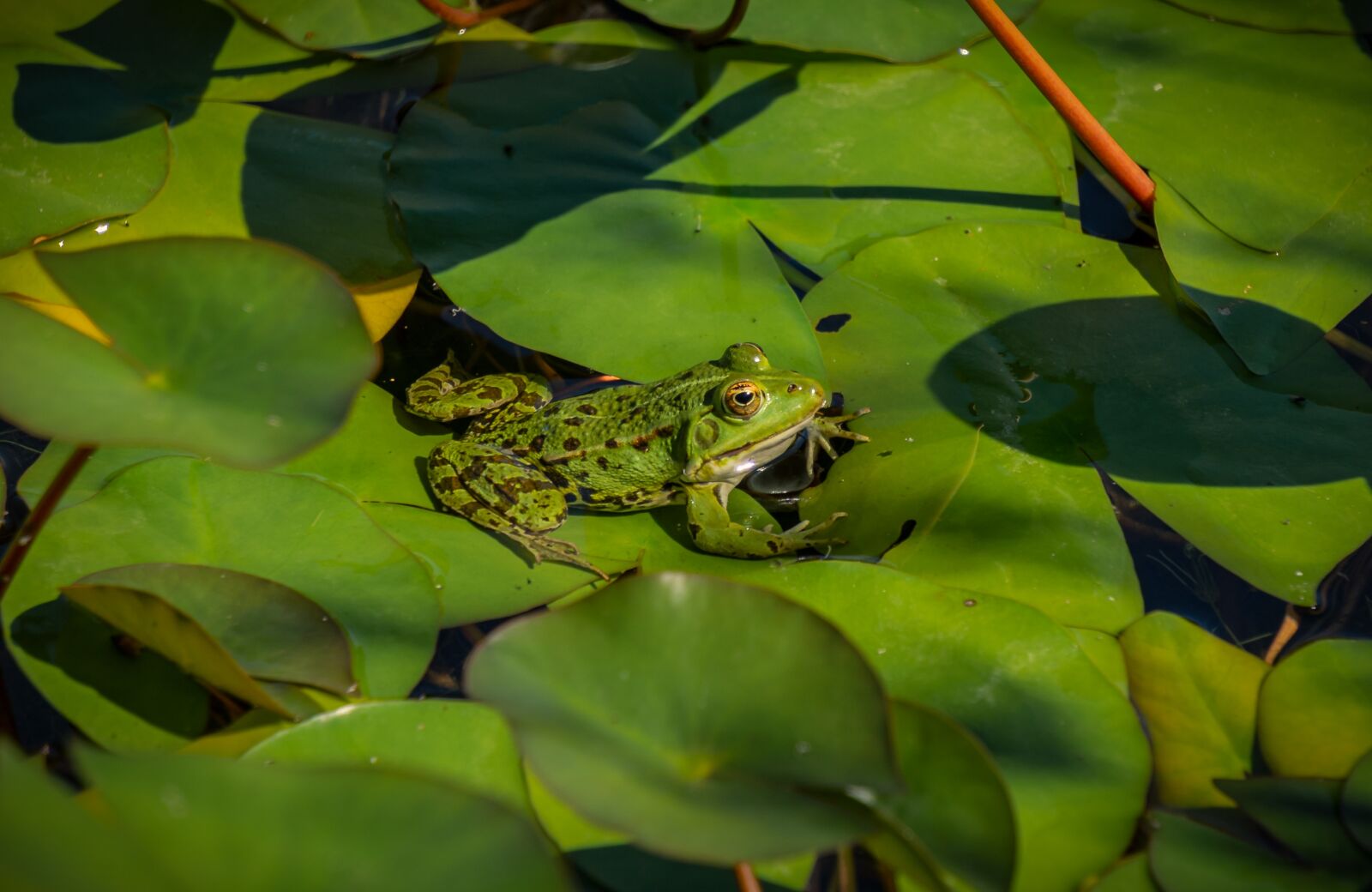 Sony a7 II + Sony E 55-210mm F4.5-6.3 OSS sample photo. Pond, lily pad, frog photography