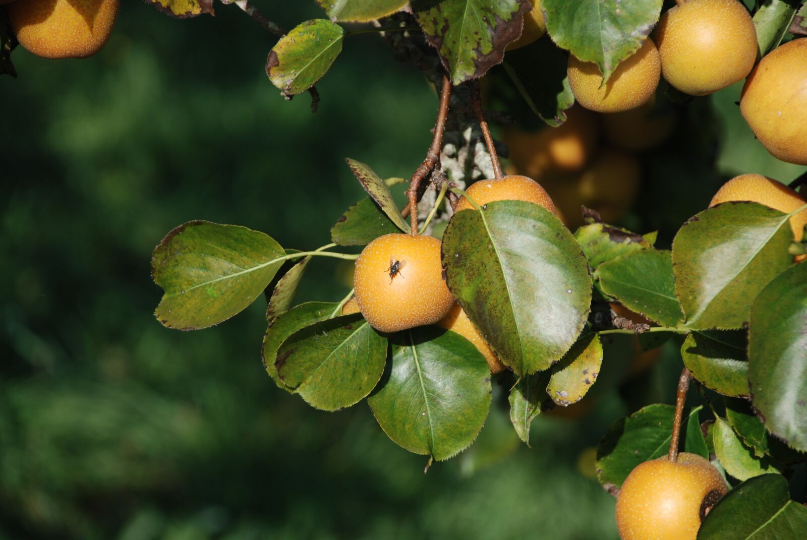 Nikon D80 sample photo. Apple, apples, yellow photography