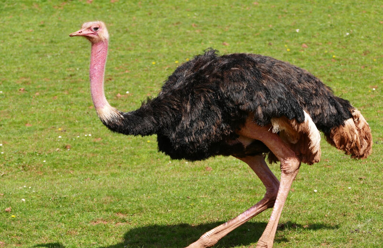 Panasonic Lumix DMC-FZ1000 sample photo. Bird, ostrich, nature photography