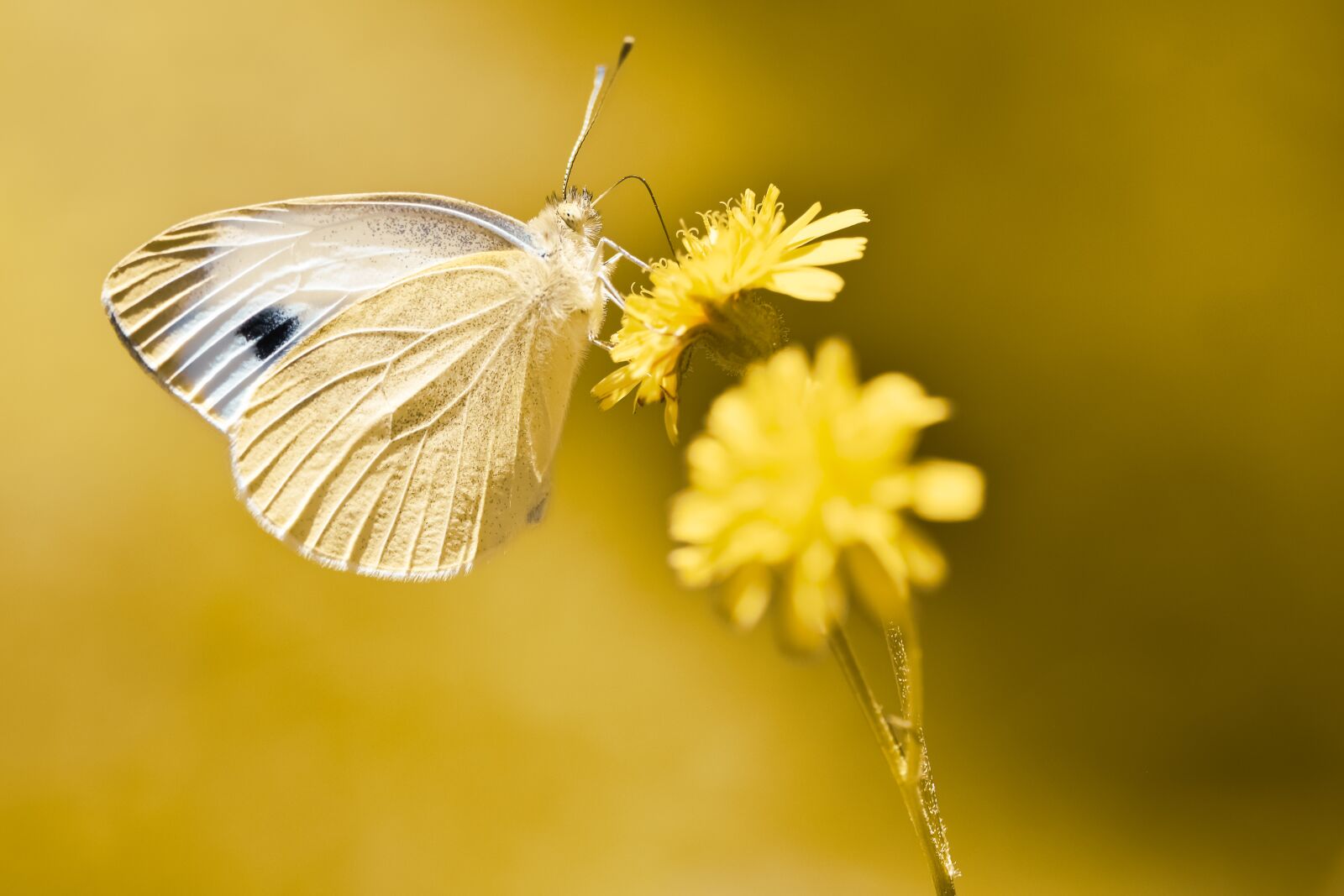 Nikon D7200 sample photo. Butterfly, white ling, insect photography