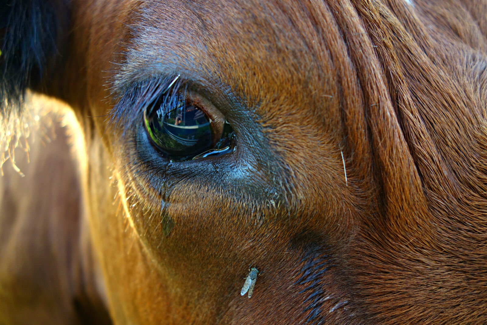 Sony Cyber-shot DSC-RX100 sample photo. Animal, close, up, of photography