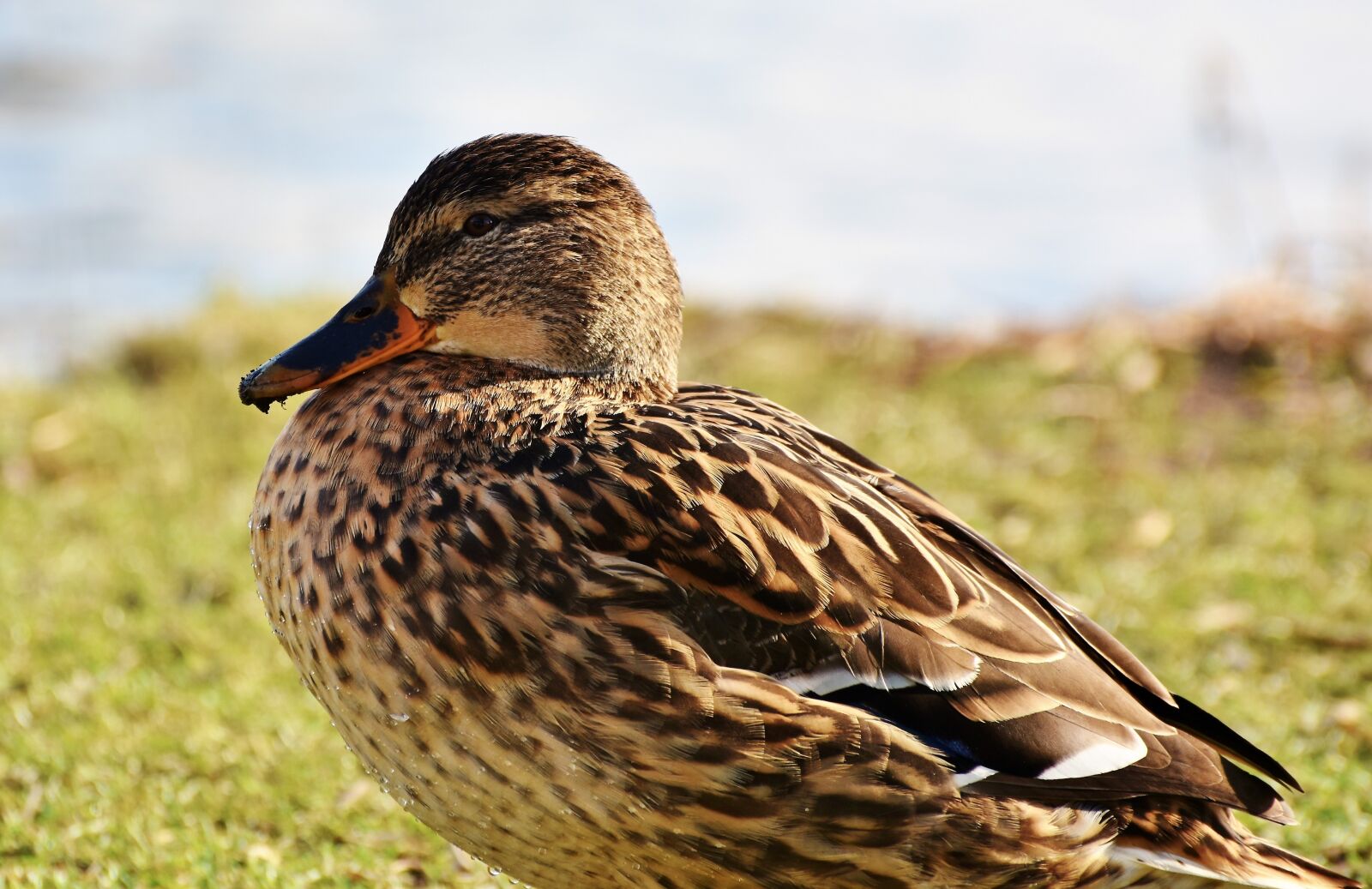 Nikon D7200 sample photo. Ducks, waterfowl, mallard photography