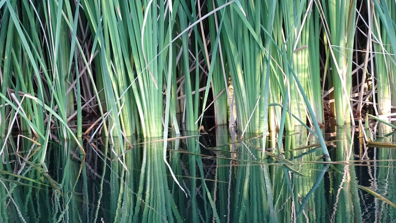 Sony Cyber-shot DSC-HX400V sample photo. Pond, nature, water photography