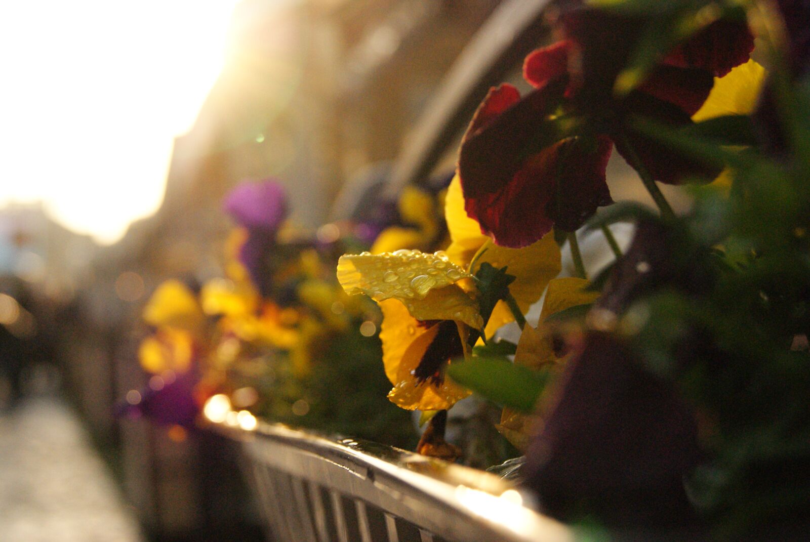 Sony Alpha DSLR-A230 sample photo. Flowers, sun, sunset photography