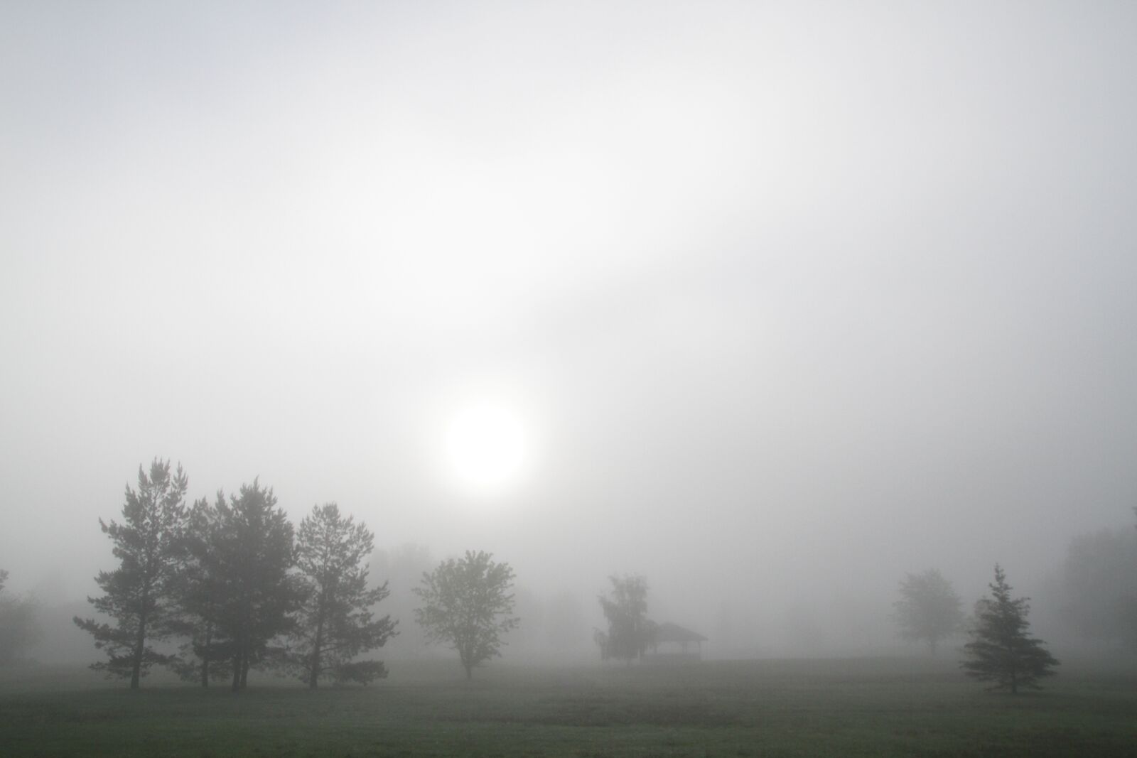 Canon EOS 7D sample photo. Foggy park, fog, trees photography