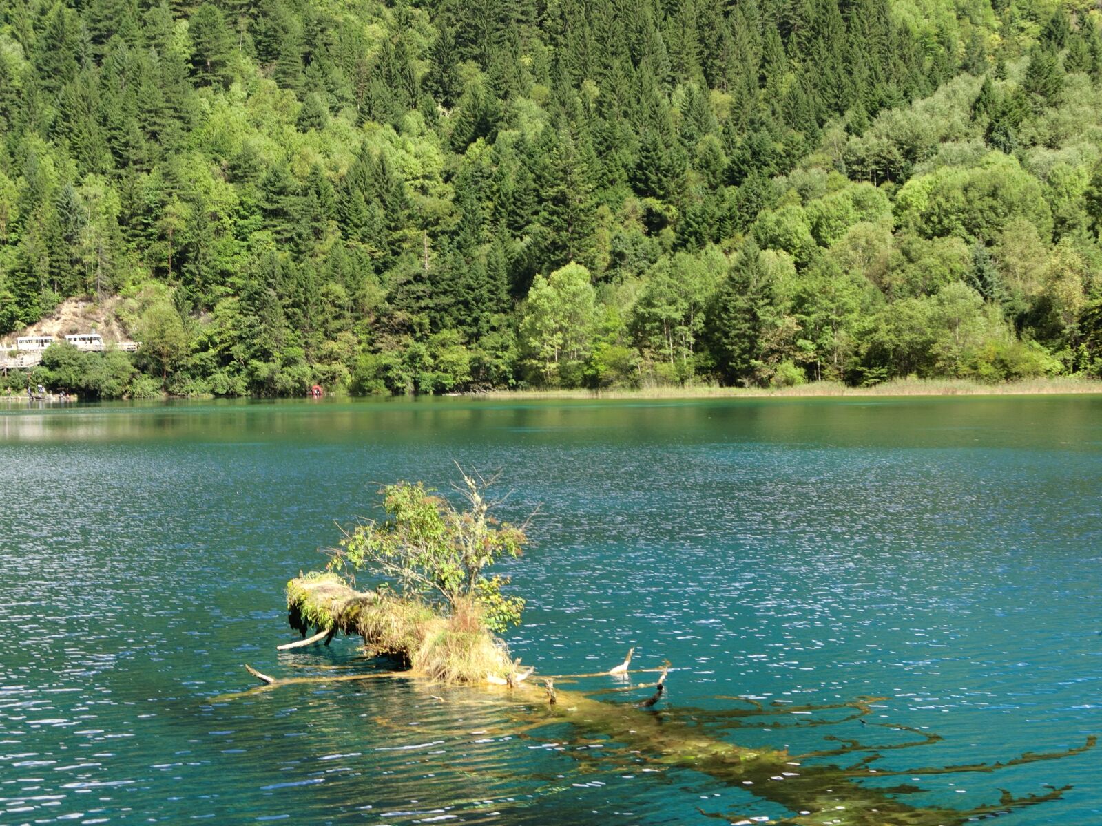 CASIO EX-10 sample photo. Deadwood, the water, jiuzhaigou photography