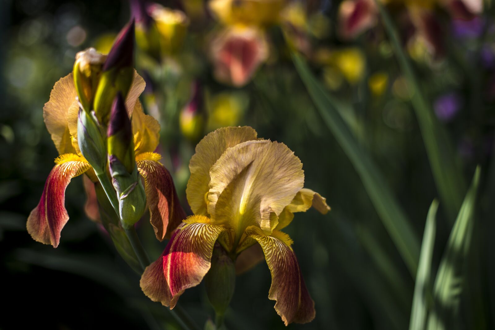 Canon EOS 6D + Canon EF 50mm F1.4 USM sample photo. Flowers, yellow, spring photography