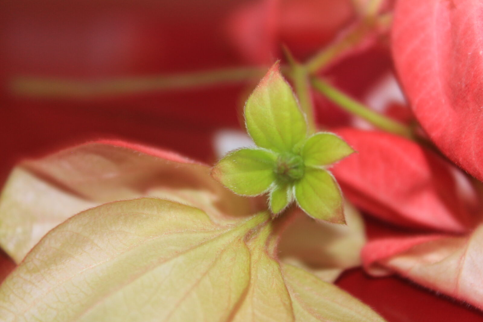Canon EOS 650D (EOS Rebel T4i / EOS Kiss X6i) sample photo. Richeel, photography photography