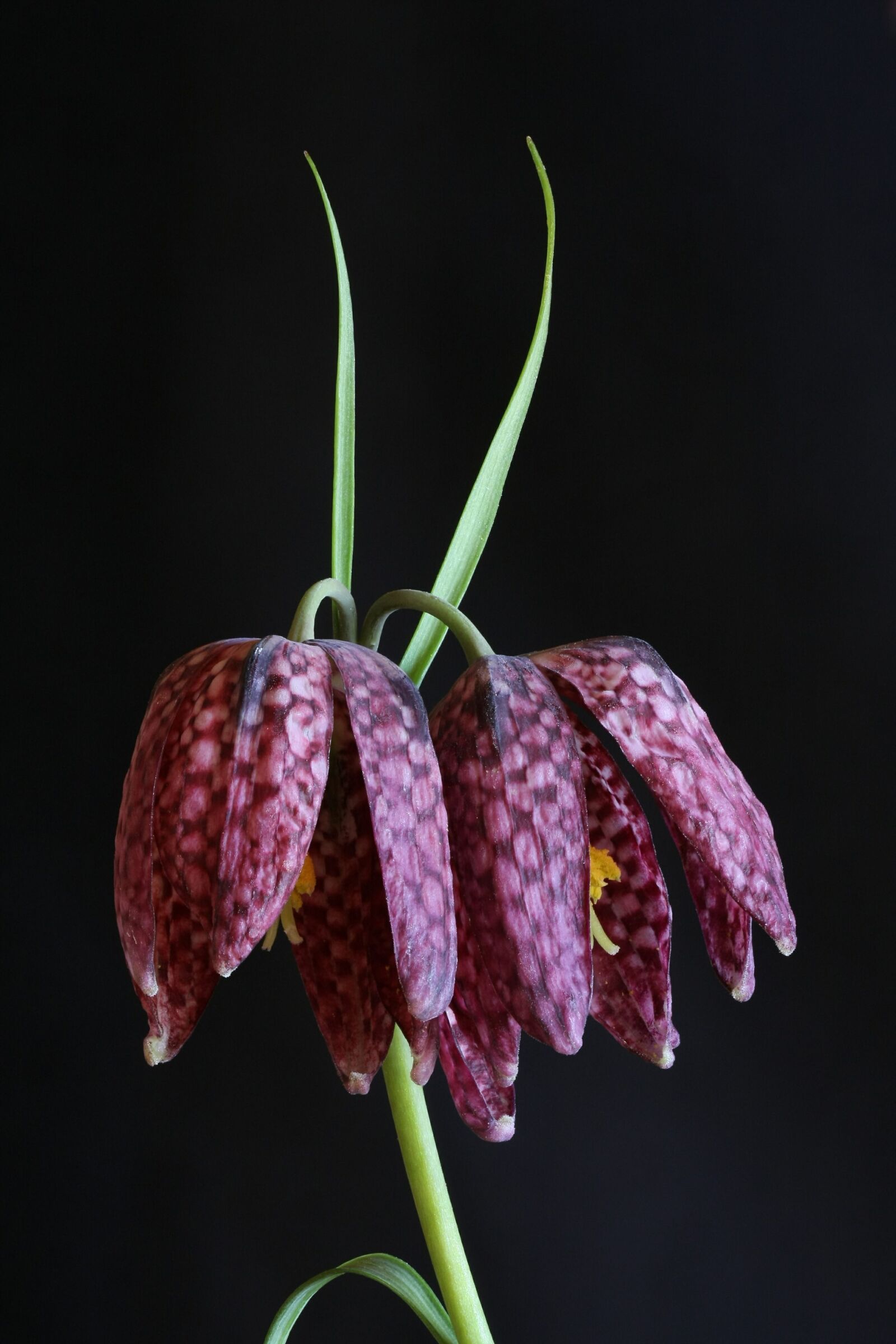 Canon EOS 40D sample photo. Chequered, nature, flower photography