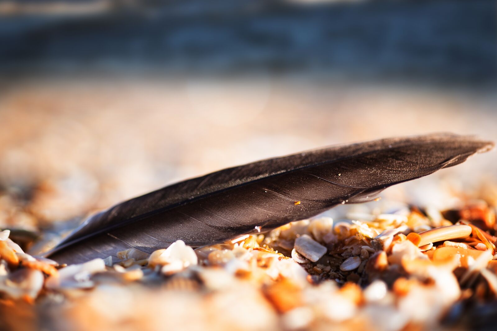 Nikon D750 sample photo. Feather, macro, close photography