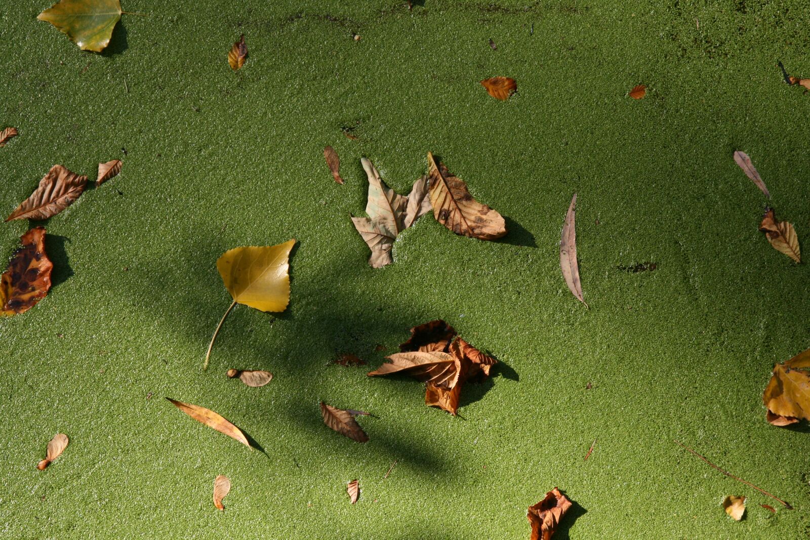 Canon EOS 400D (EOS Digital Rebel XTi / EOS Kiss Digital X) sample photo. Autumn, leaves, duckweed photography